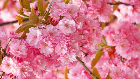 Обои цветение, весна, сакура, нежность, розовая, flowering, spring, sakura, tenderness, pink разрешение 2560x1707 Загрузить