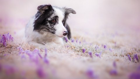 Обои цветы, взгляд, собака, друг, бордер-колли, flowers, look, dog, each, the border collie разрешение 2000x1333 Загрузить