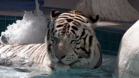 Обои тигр, вода, большая кошка, белый тигр, спящий тигр, tiger, water, big cat, white tiger, the sleeping tiger разрешение 2560x1600 Загрузить