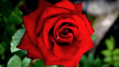 Обои цветение, макро, роза, красная, краcный, крупным планом, роз, flowering, macro, rose, red, closeup, roses разрешение 4184x2792 Загрузить
