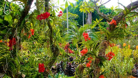 Обои цветы, деревья, кусты, сад, орхидеи, сингапур, botanic gardens, flowers, trees, the bushes, garden, orchids, singapore разрешение 3000x2000 Загрузить