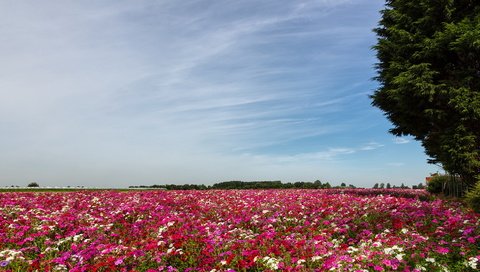 Обои цветы, пейзаж, поле, flowers, landscape, field разрешение 1920x1080 Загрузить