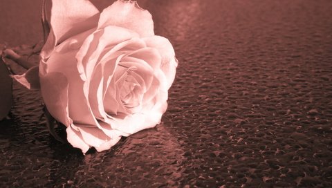 Обои макро, фон, роза, macro, background, rose разрешение 4040x2626 Загрузить
