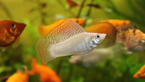 Обои рыбы, животное, аквариум, рыба, на природе, poecilia latipinna, molinesia, mollinesia, fish, animal, aquarium, nature разрешение 5184x3360 Загрузить