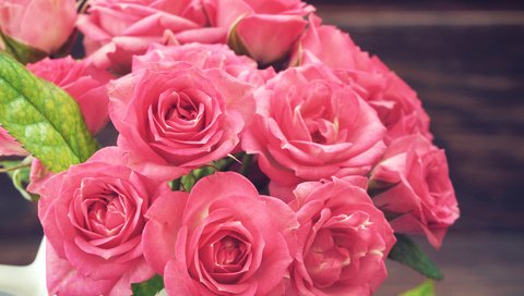 Обои розы, розовые, окрас, крупным планом, роз, пинк, roses, pink, color, closeup разрешение 4000x2856 Загрузить