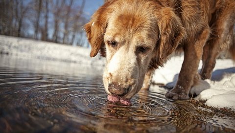 Обои вода, собака, друг, water, dog, each разрешение 1920x1200 Загрузить