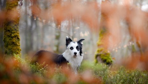 Обои взгляд, собака, друг, бордер-колли, look, dog, each, the border collie разрешение 6000x3704 Загрузить