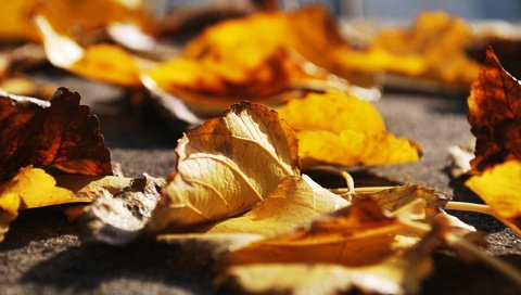 Обои листья, макро, осень, крупным планом, осенние листья, leaves, macro, autumn, closeup, autumn leaves разрешение 2560x1600 Загрузить