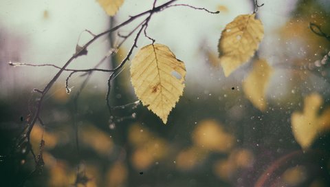 Обои листья, макро, ветки, капли, осень, дождь, leaves, macro, branches, drops, autumn, rain разрешение 3840x2400 Загрузить