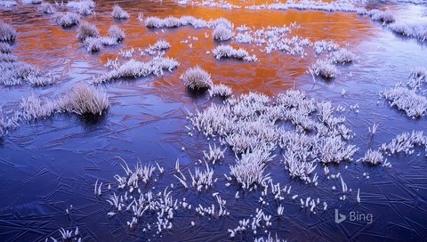 Обои природа, jerusalem national park, болото, мороз, иней, лёд, австралия, заморозки, bing, тасмания, nature, swamp, frost, ice, australia, freezing, tasmania разрешение 1920x1200 Загрузить