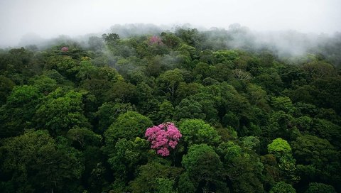 Обои природа, лес, туман, джунгли, bing, субтропики, nature, forest, fog, jungle, subtropics разрешение 1920x1080 Загрузить