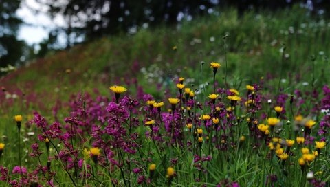 Обои природа, полевые цветы, финляндия, nature, wildflowers, finland разрешение 2700x1618 Загрузить