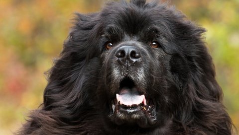 Обои глаза, морда, взгляд, собака, ньюфаундленд, eyes, face, look, dog, newfoundland разрешение 1920x1200 Загрузить