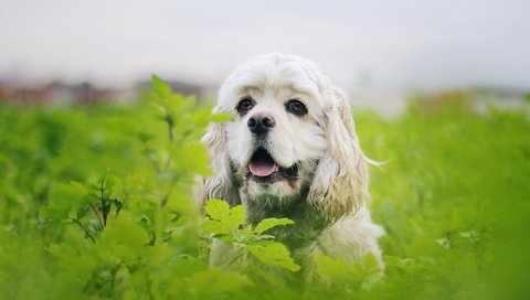 Обои растения, листья, взгляд, собака, друг, спаниель, plants, leaves, look, dog, each, spaniel разрешение 2560x1440 Загрузить