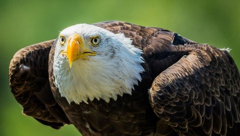 Обои взгляд, хищник, птица, клюв, белоголовый орлан, look, predator, bird, beak, bald eagle разрешение 2048x1365 Загрузить