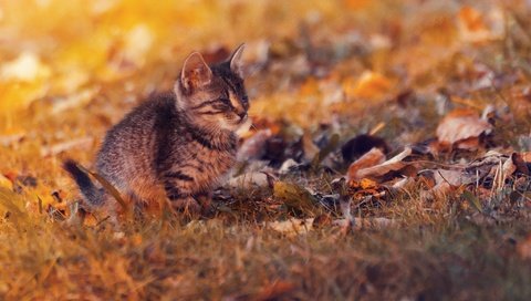 Обои листья, закат, кот, кошка, осень, котенок, осен, ленивый, leaves, sunset, cat, autumn, kitty, lazy разрешение 2048x1357 Загрузить