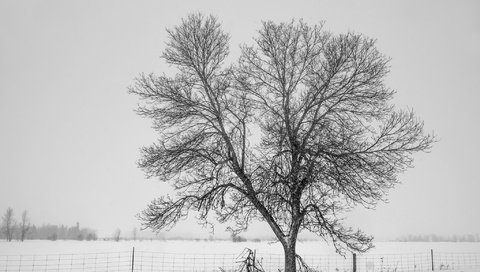 Обои снег, дерево, зима, туман, забор, холод, изгородь,     дерево, snow, tree, winter, fog, the fence, cold, fence разрешение 2048x1365 Загрузить