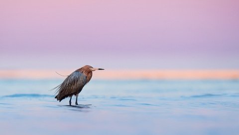 Обои озеро, закат, птица, сумерки, дикая природа, цапля, dusk, лейка, полумрак, egret, lake, sunset, bird, twilight, wildlife, heron разрешение 2091x1080 Загрузить