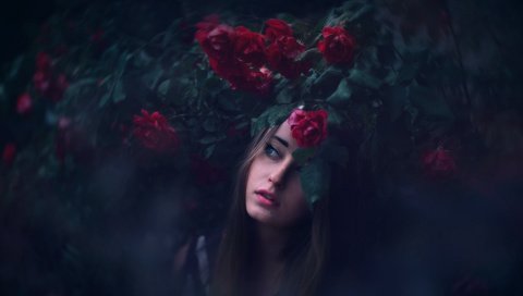 Обои девушка, розы, lichon, piekny, girl, roses разрешение 2048x1365 Загрузить