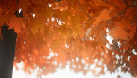 Обои дерево, листья, осень, tree, leaves, autumn разрешение 2048x1365 Загрузить