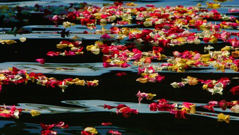 Обои цветы, вода, розы, лепестки, сша, калифорния, oceanside harbor, flowers, water, roses, petals, usa, ca разрешение 1920x1200 Загрузить