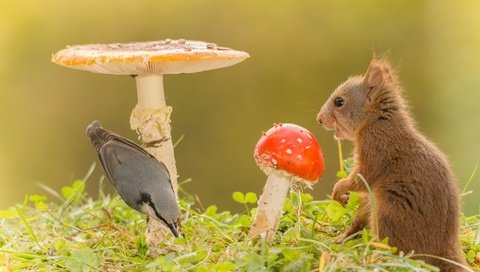 Обои трава, природа, животные, грибы, птица, белка, grass, nature, animals, mushrooms, bird, protein разрешение 1920x1080 Загрузить