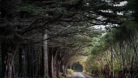 Обои дорога, природа, лес, road, nature, forest разрешение 7360x4912 Загрузить