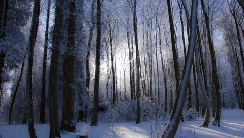 Обои деревья, лес, зима, trees, forest, winter разрешение 2048x1387 Загрузить