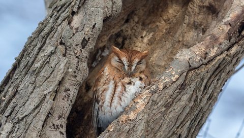 Обои сова, дерево, спит, птица, кора, дупло, owl, tree, sleeping, bird, bark, the hollow разрешение 2047x1270 Загрузить