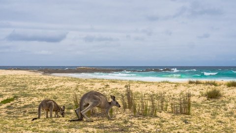 Обои берег, море, австралия, кенгуру, shore, sea, australia, kangaroo разрешение 2668x1440 Загрузить