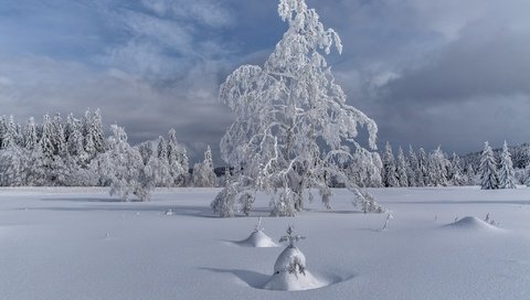 Обои деревья, снег, елка, зима, пейзаж, trees, snow, tree, winter, landscape разрешение 2048x1365 Загрузить