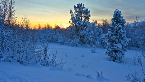 Обои деревья, снег, закат, зима, кусты, норвегия, норвегии, hedmark fylke, nordli, хедмарк, hedmark, trees, snow, sunset, winter, the bushes, norway разрешение 4608x2592 Загрузить