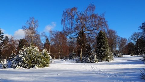 Обои небо, деревья, снег, природа, зима, пейзаж, следы, the sky, trees, snow, nature, winter, landscape, traces разрешение 4608x2576 Загрузить