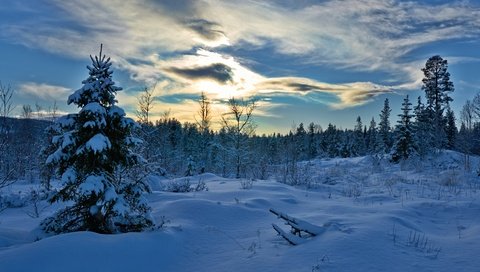 Обои деревья, хедмарк, снег, лес, зима, ель, сугробы, норвегия, норвегии, hedmark fylke, trees, hedmark, snow, forest, winter, spruce, the snow, norway разрешение 4608x2592 Загрузить