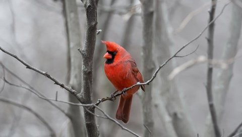 Обои природа, фон, птица, кардинал, nature, background, bird, cardinal разрешение 2048x1484 Загрузить