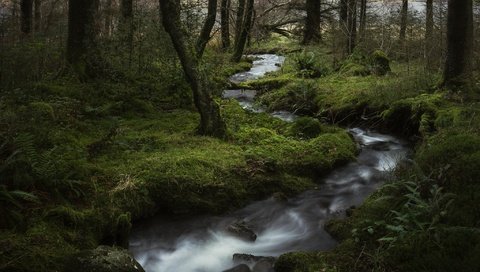 Обои деревья, лес, ручей, trees, forest, stream разрешение 2048x1436 Загрузить