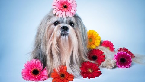 Обои цветы, собака, песики, герберы, ши-тцу, gerberas, flowers, dog, dogs, gerbera, shih tzu разрешение 6800x4536 Загрузить