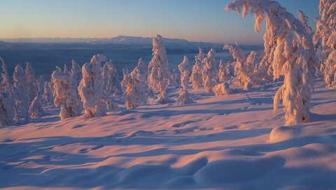 Обои деревья, снег, зима, россия, владимир рябков, якутия, trees, snow, winter, russia, vladimir ryabkov, yakutia разрешение 2400x1600 Загрузить