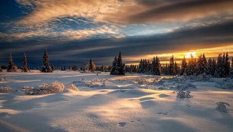 Обои снег, лес, закат, зима, норвегия, норвегии, лиллехаммер, snow, forest, sunset, winter, norway, lillehammer разрешение 2000x1125 Загрузить