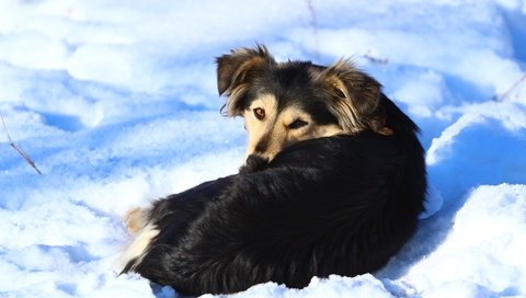 Обои снег, зима, взгляд, собака, snow, winter, look, dog разрешение 1920x1280 Загрузить