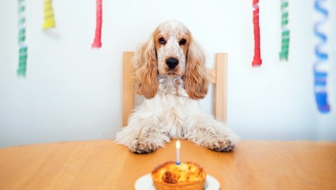 Обои собака, дом, с днем ​​рождения, dog, house, happy birthday разрешение 2047x1310 Загрузить