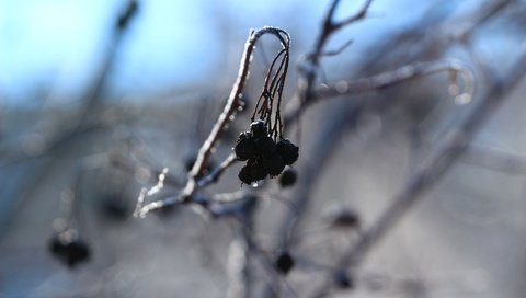 Обои зима, фон, ягоды, winter, background, berries разрешение 1920x1280 Загрузить