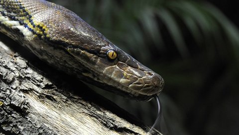 Обои макро, змея, глаз, язык, macro, snake, eyes, language разрешение 4288x2586 Загрузить