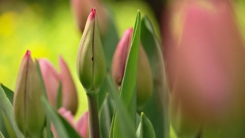 Обои бутон, весна, букет, тюльпаны, bud, spring, bouquet, tulips разрешение 2048x1536 Загрузить