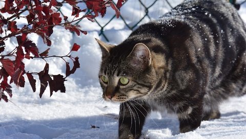 Обои снег, зима, животные, кот, ветки, кошка, забор, snow, winter, animals, cat, branches, the fence разрешение 2048x1366 Загрузить