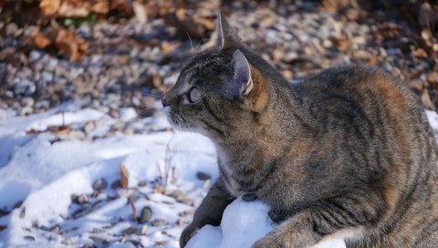 Обои снег, кот, кошка, полосатый, snow, cat, striped разрешение 4592x3448 Загрузить