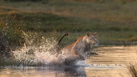 Обои животные, кошка, брызги, прыжок, лев, охота, львица, хищница, animals, cat, squirt, jump, leo, hunting, lioness, predator разрешение 2500x1301 Загрузить