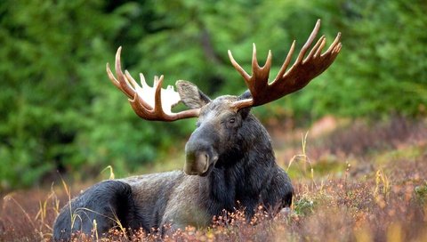 Обои природа, лес, животные, рога, лось, nature, forest, animals, horns, moose разрешение 4992x3328 Загрузить