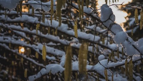 Обои снег, природа, дерево, зима, ветки, snow, nature, tree, winter, branches разрешение 6016x4016 Загрузить