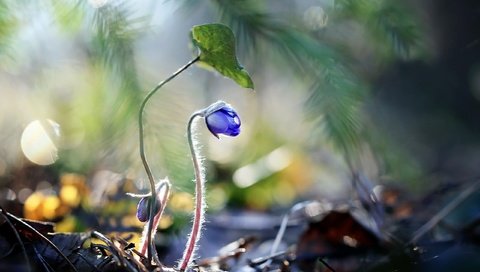 Обои цветы, растения, синие цветы, raimondas kairys, flowers, plants, blue flowers разрешение 2560x1710 Загрузить